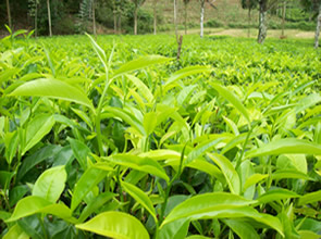 graph_hedleys_tea_vs_caffine