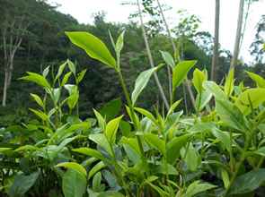 graph_hedleys_tea_vs_caffine