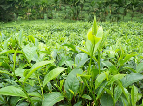 graph_hedleys_tea_vs_caffine