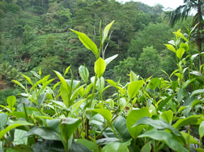 graph_hedleys_tea_vs_caffine