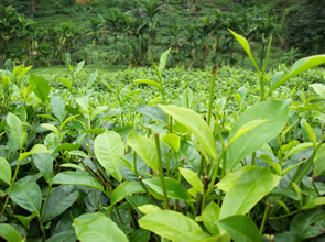 graph_hedleys_tea_vs_caffine